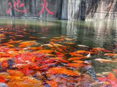-千岛湖东南湖区