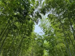 -大奇山国家森林公园