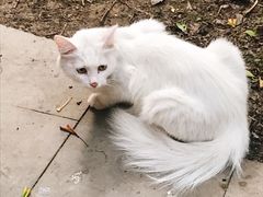 -香园自助小火锅