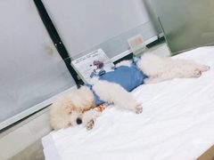 -康旭宠物医院(郑州总院)