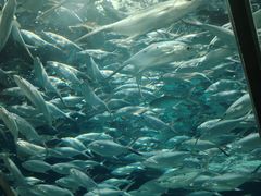 -上海海洋水族馆