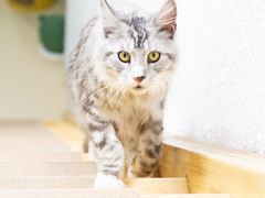 -猫在这儿猫咪咖啡馆·撸猫馆
