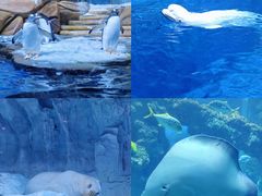 -海合安青岛极地海洋公园