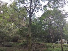-木兰云雾山