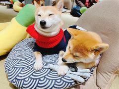 -逗柴咖啡屋·狗咖猫咖宠物桌游