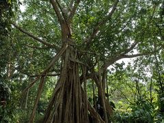 -中国科学院西双版纳热带植物园