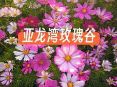 -亚龙湾国际玫瑰谷