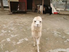 -武汉紫薇都市田园