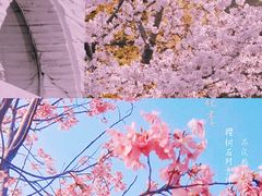 -顾村公园