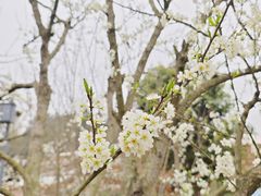 -黄龙溪欢乐田园