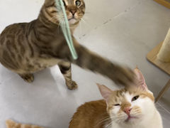 -废柴猫桌游概念馆(王府井喜悦购物中心店)