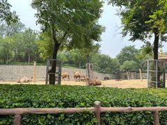 -石家庄市动物园