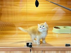 -猫十亿·布偶金渐层·曼基康矮脚猫舍(青年路店)