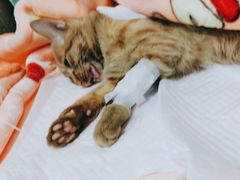 -北京观赏动物医院·24小时大型综合·猫专科·异宠专科