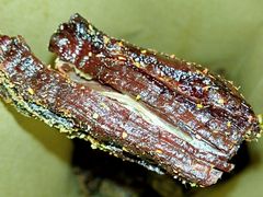 牛肉干（细节）-都士牧人现烤牛肉干
