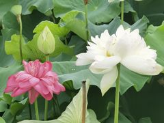 -荷塘月色湿地公园·向阳花洲
