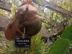 -中国科学院西双版纳热带植物园