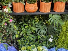 -溪岸路花鸟市场