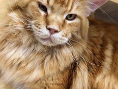 -藏猫猫咖啡主题馆(中央大道店)