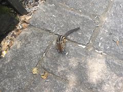 -五营红松林海景区