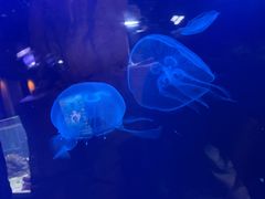 -迪拜水族馆及水下动物园