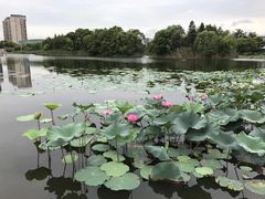 -新江湾城公园
