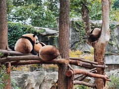 景点-成都大熊猫繁育研究基地
