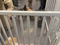 -有喵·猫咖·狗咖·30几只猫10只小狗(岗厦店)