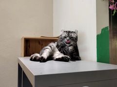 -藏猫猫咖啡主题馆(中央大道店)