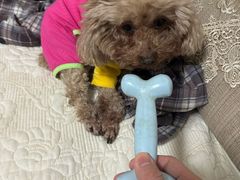 -pd派德宠物中心医院24H急重症·眼科中心·血液透析中心(嵩山北路店)