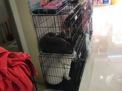 -瑞鹏宠物医院·微创内窥镜·骨外科·牙科(翠竹分院)