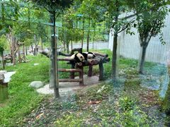 -卧龙中华大熊猫苑神树坪基地
