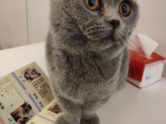 -三花喵·撸猫购宠·宠物生活馆(虹桥南丰城店)