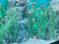 -上海海洋水族馆