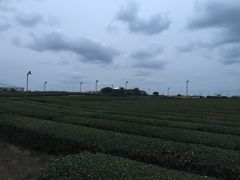 -雪绿茶博物馆