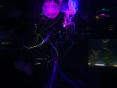 -重庆欢乐海底世界