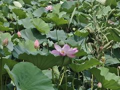 -鉴湖国家城市湿地公园