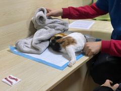 -乐派堂宠物医院·猫友好· 心脏科(东街店)