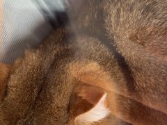 -艾贝尔宠物医院·24H转诊中心·肿瘤猫专科(江宁双龙店)