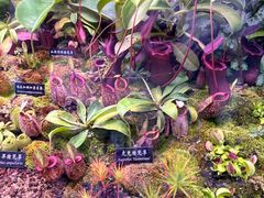 -中国科学院西双版纳热带植物园