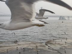-星海湾跨海大桥