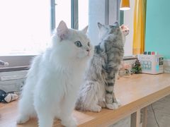 -猫在这儿猫咪咖啡馆·撸猫馆
