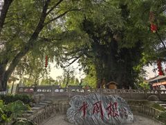 -大槐树寻根祭祖园