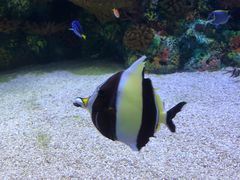 -上海海洋水族馆