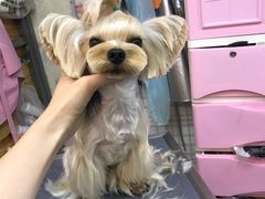 -爱宠屋pet shop·宠物洗澡·宠物美容