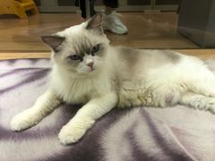 -猫和宫(六道口店)