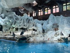 -帝企鹅自助餐厅•儿童岛•真企鹅(长隆企鹅酒店)