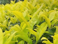 -华祥苑茶馆•国缤茶小蓝罐(普罗旺斯店)