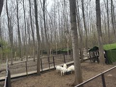 -合肥滨湖国家森林公园