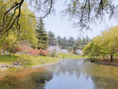 -上海共青森林公园